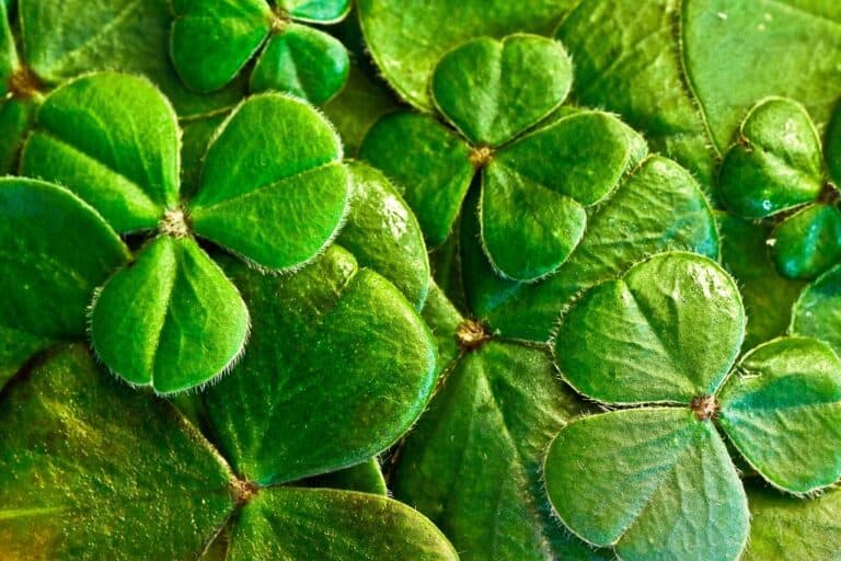 St. Patrick’s Day History: The Fun, Traditions, and Folklore We Love